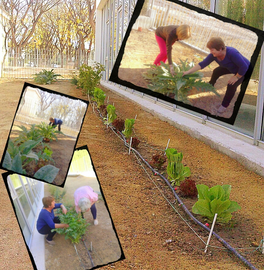 Horticultura y jardinería